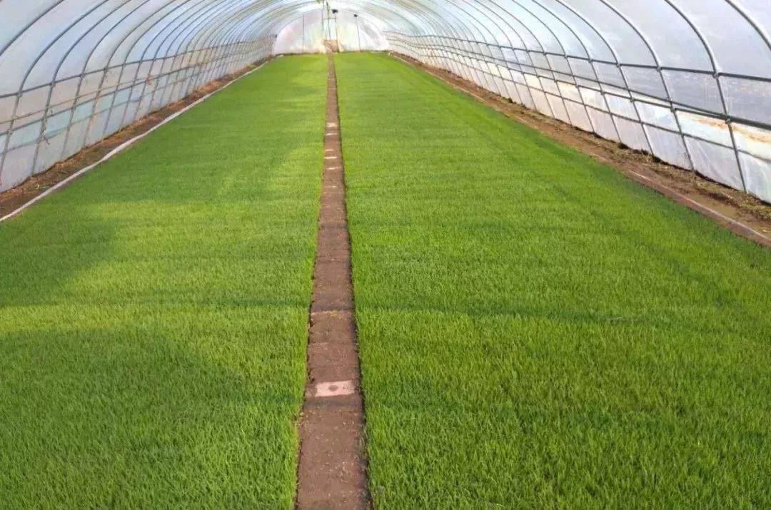 水稻機插秧的育秧方法